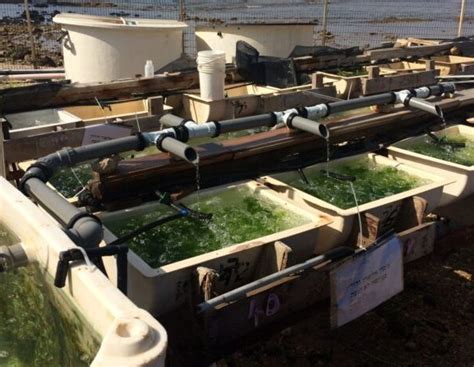 Former fish farm worker now owns a successful tilapia hatchery .